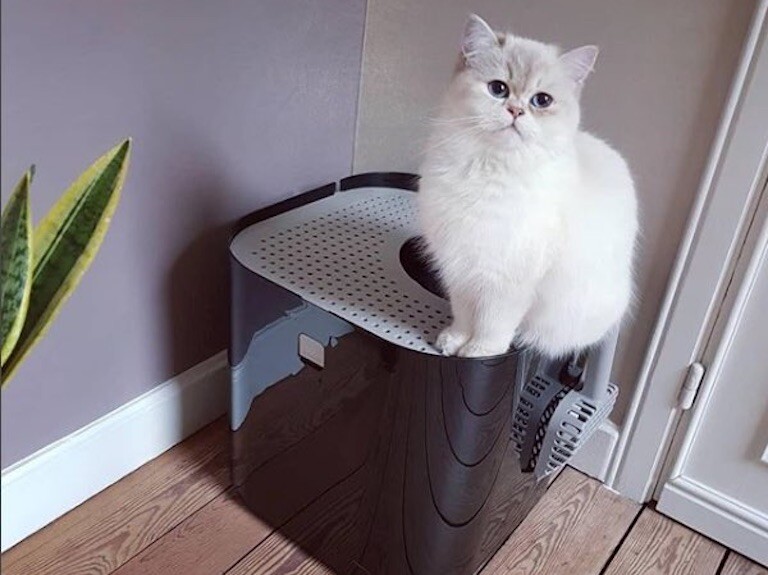 modkat